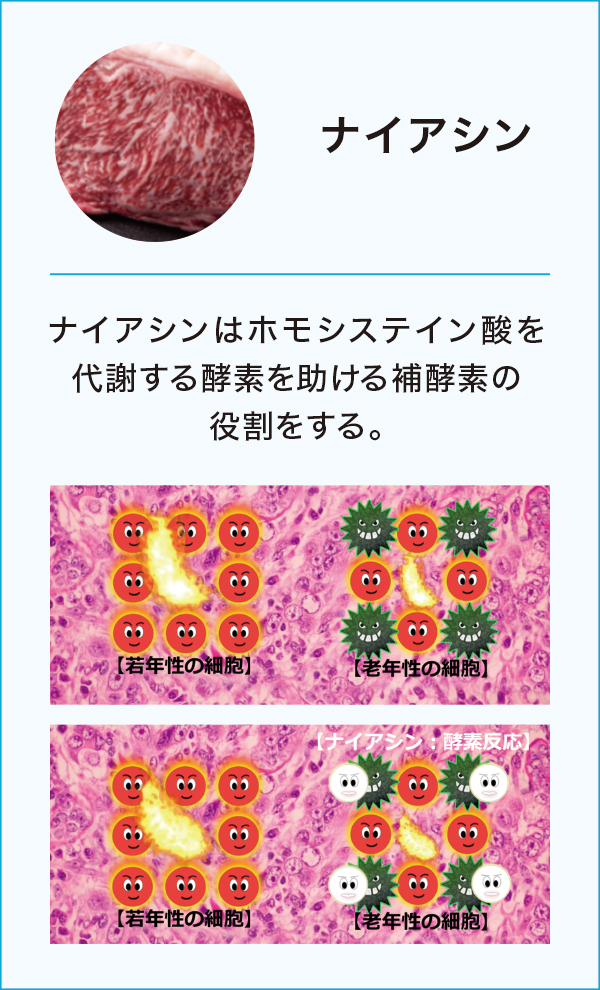 ナイアシン ナイアシン