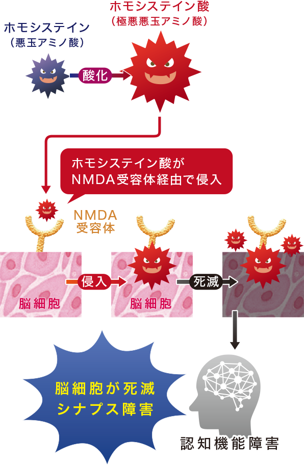脳神経細胞死の経緯 脳神経細胞死の経緯
