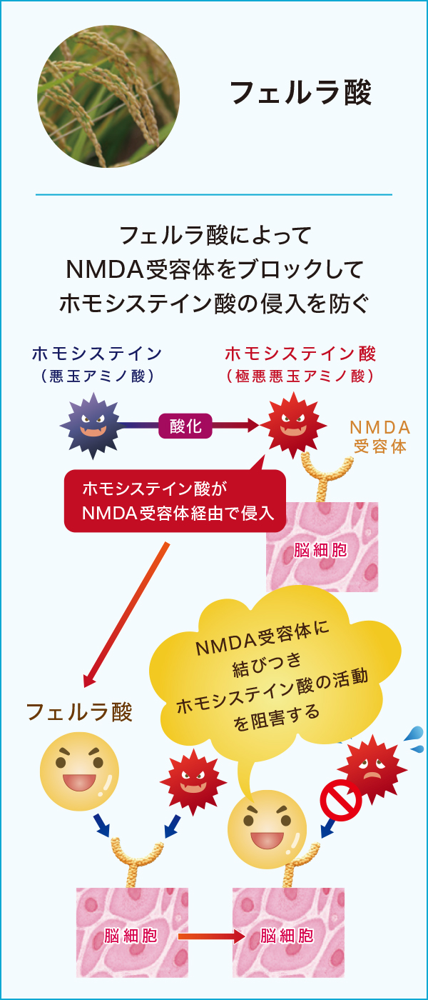 フェルラ酸 フェルラ酸