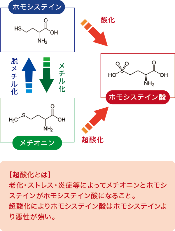 ホモシステイン・ホモシステイン酸・メチオニン ホモシステイン・ホモシステイン酸・メチオニン